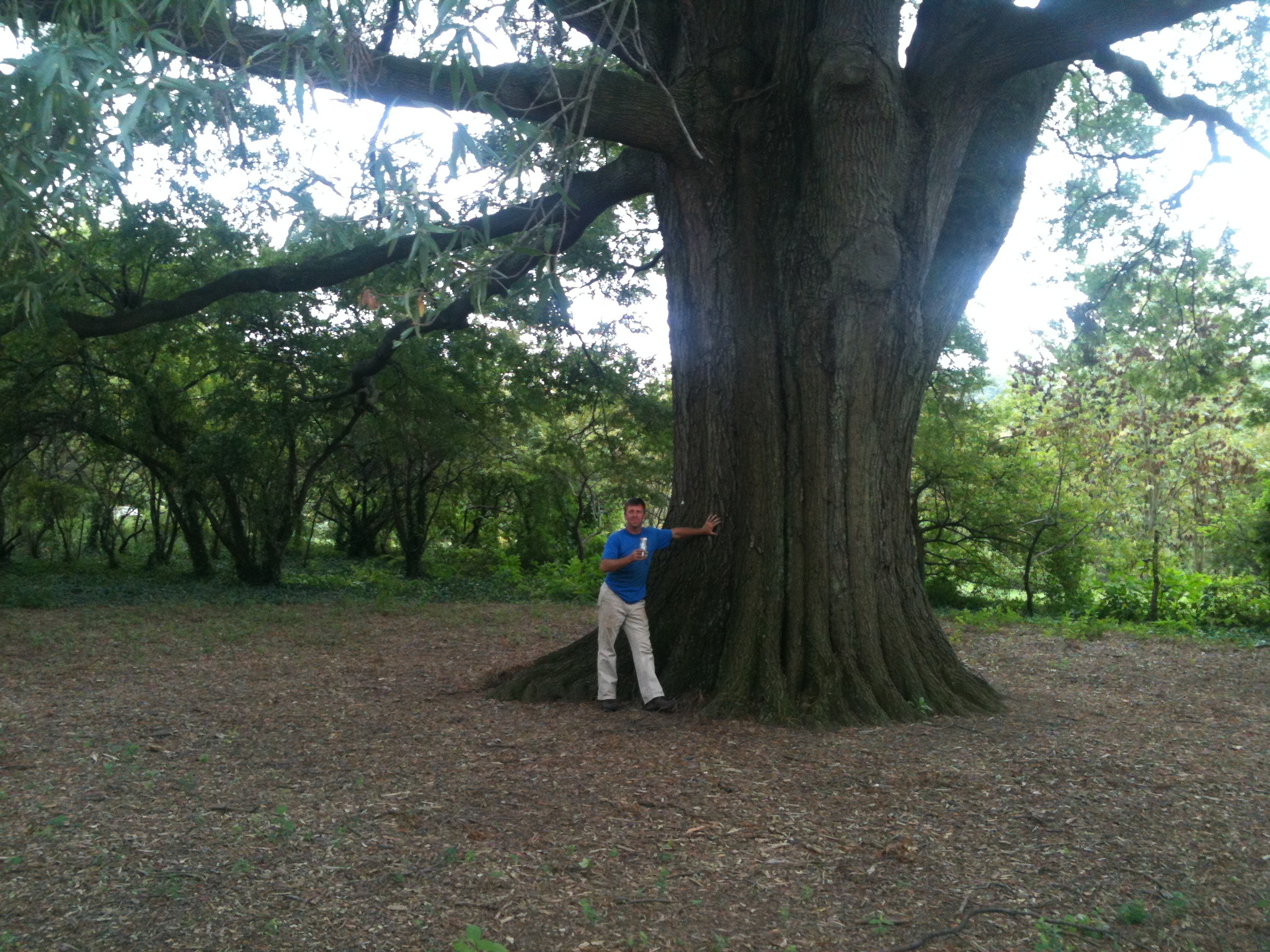 Tyson's Tree Service