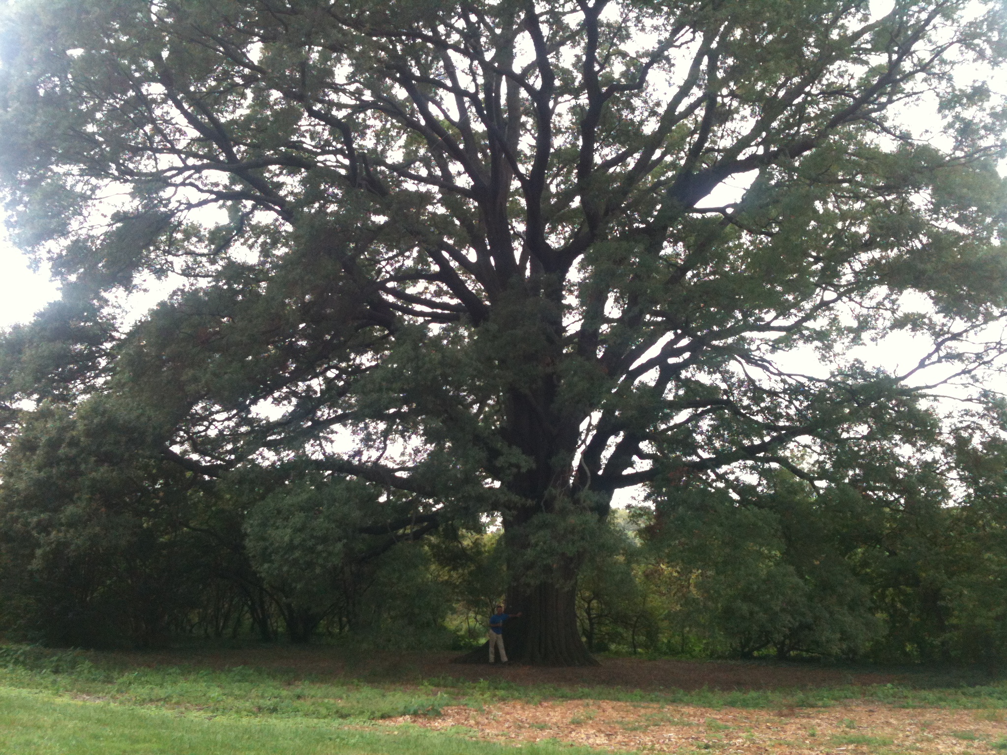 Tyson's Tree Service